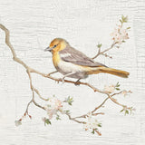 Northern Oriole Vintage by Danhui Nai. SKU 28600a. Archival Giclee Fine art print for wall decor.