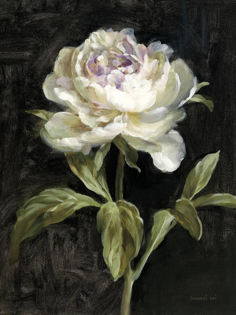 Peony on Black by Danhui Nai