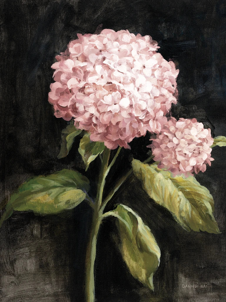Pink Hydrangea on Black by Danhui Nai