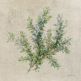 Rosemary by Danhui Nai. SKU 100975a. Archival Giclee Fine art print for wall decor.