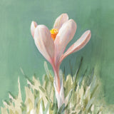 Soft Crocus by Danhui Nai. SKU 72636a. Archival Giclee Fine art print for wall decor.