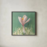 Soft Crocus by Danhui Nai. Shown in a sleek black glass frame for a contemporary gallery look. Available as an archival giclee rolled canvas, fine art paper, or poster print. SKU 72636a.