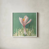 Soft Crocus by Danhui Nai. Shown in a crisp white glass frame for a clean and minimalist style. Available as an archival giclee rolled canvas, fine art paper, or poster print. SKU 72636a.