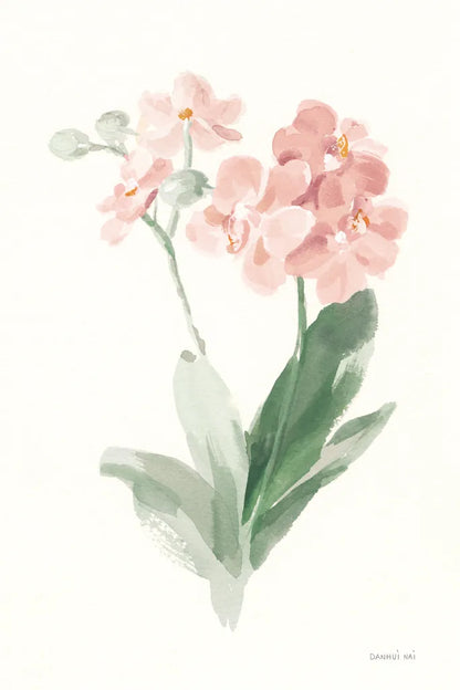 Spring Orchid II by Danhui Nai. SKU 75764h. Archival Giclee Fine art print for wall decor.