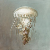 Treasures from the Sea VI by Danhui Nai. SKU 20694a. Archival Giclee Fine art print for wall decor.