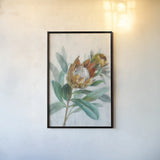 Tropical Protea by Danhui Nai. shown as a paper print in a black flame. Available as a archival giclee rolled canvas, fine art paper, or poster print. SKU 56275h.