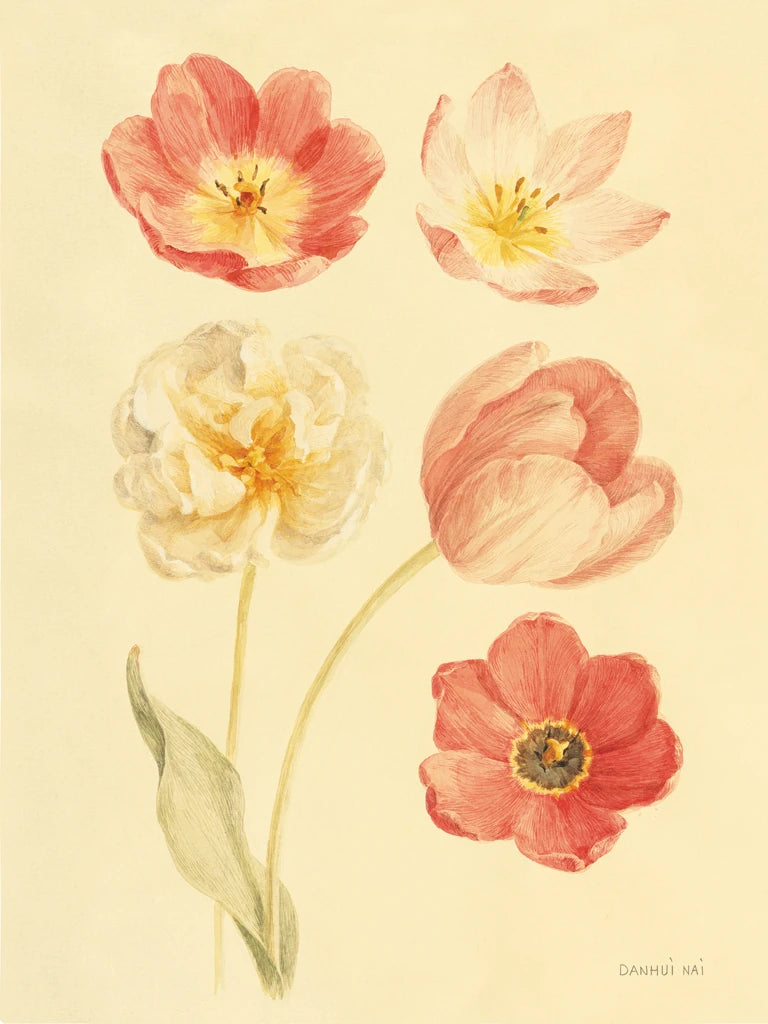 Tulip Study I by Danhui Nai