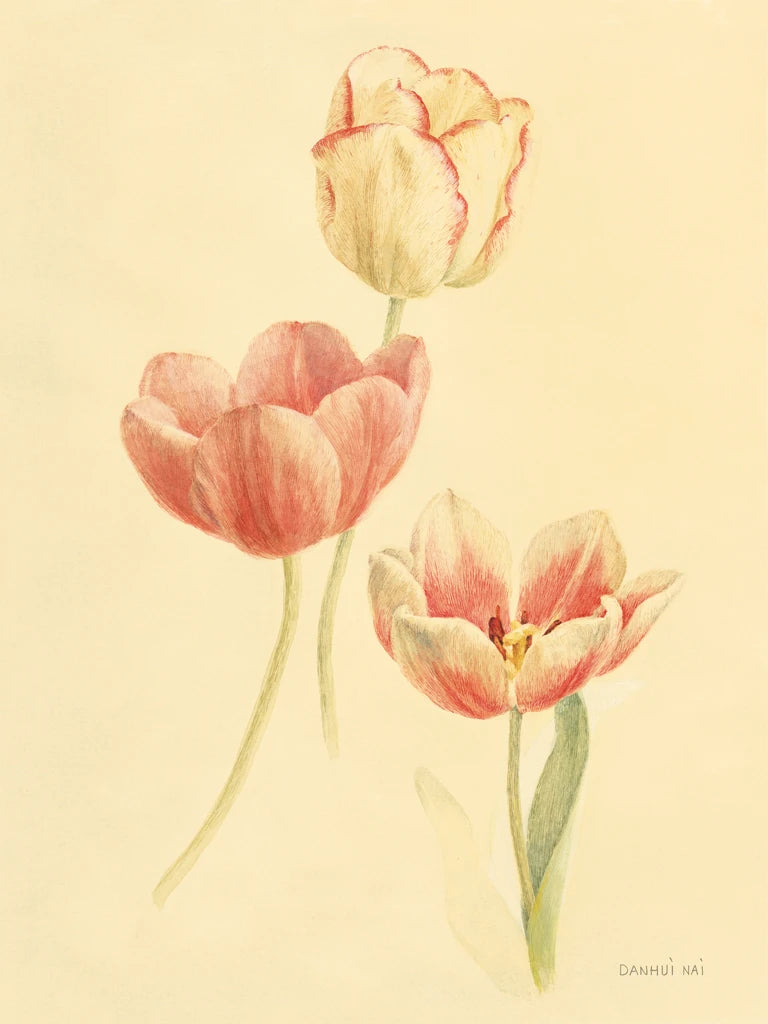 Tulip Study II by Danhui Nai
