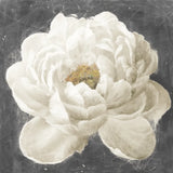 Vivid Floral I White Flower v2 by Danhui Nai. SKU 54267a. Archival Giclee Fine art print for wall decor.