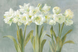 White Amaryllis by Danhui Nai. SKU 5451i. Archival Giclee Fine art print for wall decor.