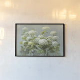 White Hydrangea Garden by Danhui Nai. shown as a paper print in a black flame. Available as a archival giclee rolled canvas, fine art paper, or poster print. SKU 9375i.