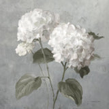 White Hydrangeas by Danhui Nai. SKU 91400a. Archival Giclee Fine art print for wall decor.