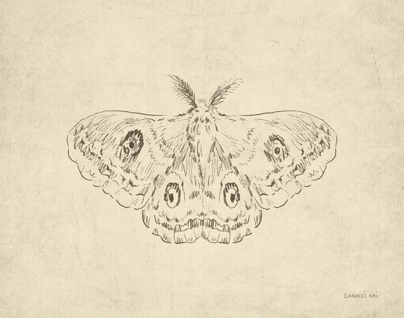 Woodland Moth by Danhui Nai