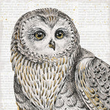 Beautiful Owls II by Daphne Brissonnet. SKU 28802a. Archival Giclee Fine art print for wall decor.