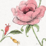 Blossom Sketches II Color by Daphne Brissonnet. SKU 54830a. Archival Giclee Fine art print for wall decor.