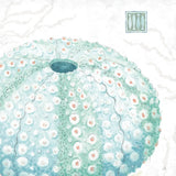 Delicate Sea VIII by Daphne Brissonnet. SKU 74698a. Archival Giclee Fine art print for wall decor.