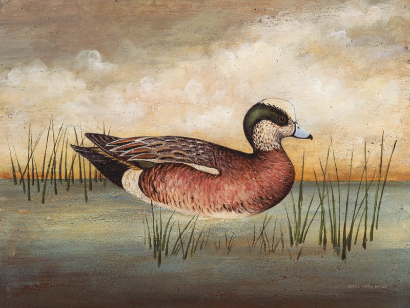 American Wigeon by David Carter Brown