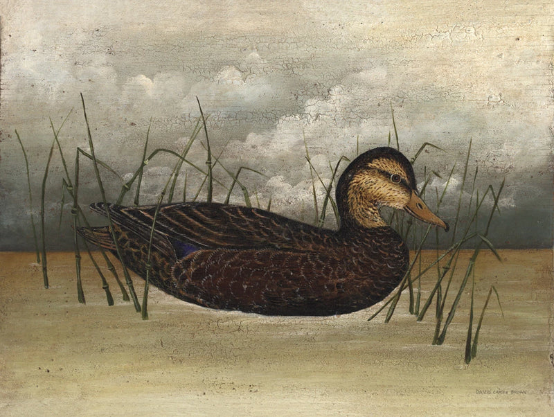 Black Duck by David Carter Brown