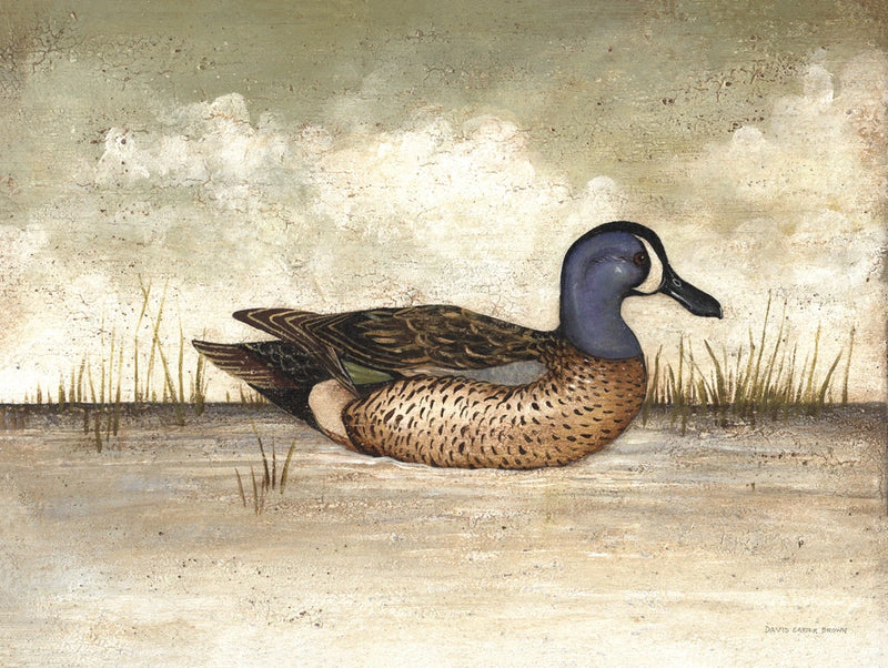Blue Winged Teal by David Carter Brown