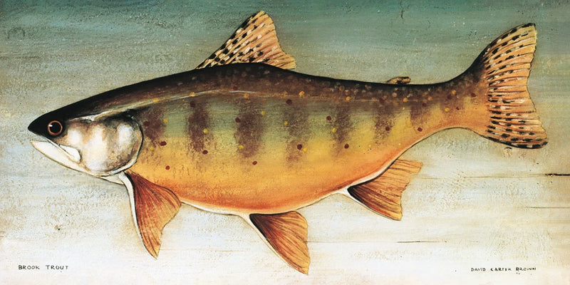 Brook Trout No Border by David Carter Brown