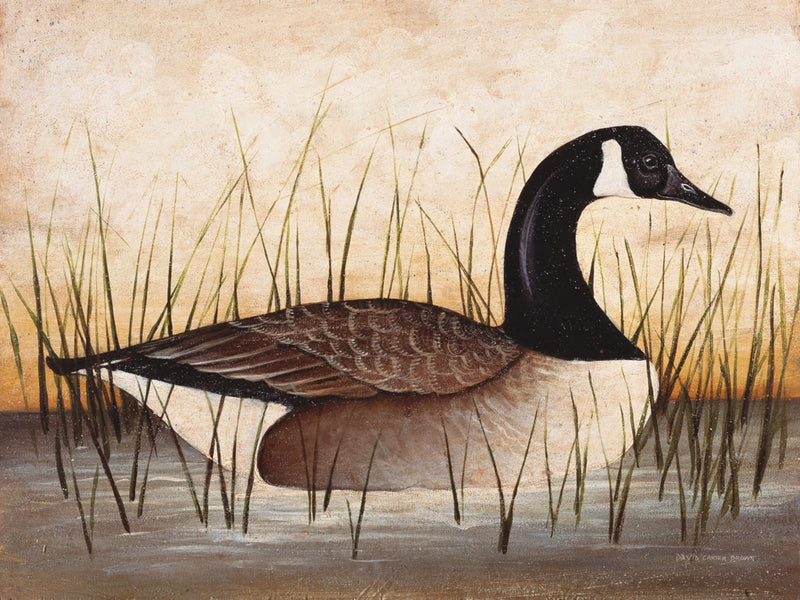 Canadian Goose by David Carter Brown
