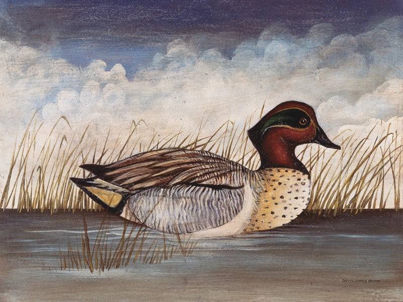 Green Wing Teal by David Carter Brown