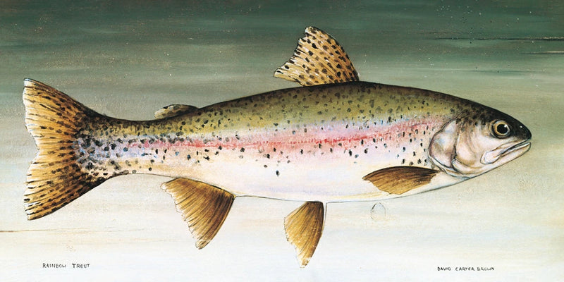 Rainbow Trout No Border by David Carter Brown