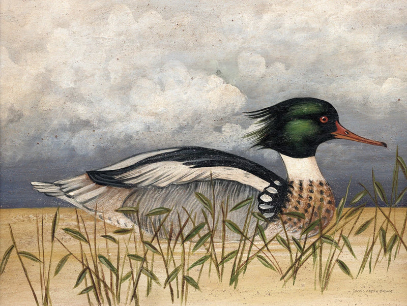 Red Breasted Merganser by David Carter Brown