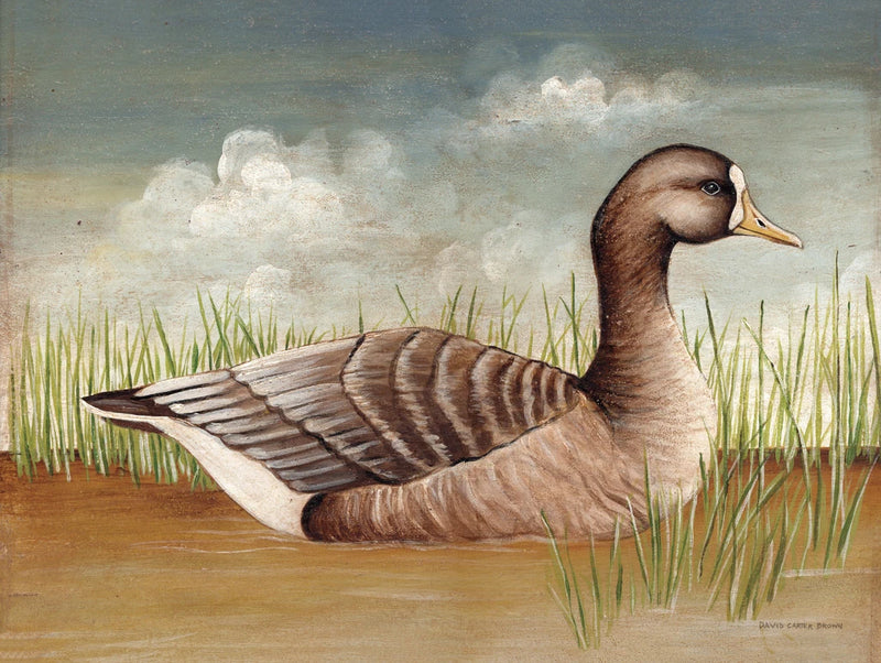 White Fronted Goose by David Carter Brown