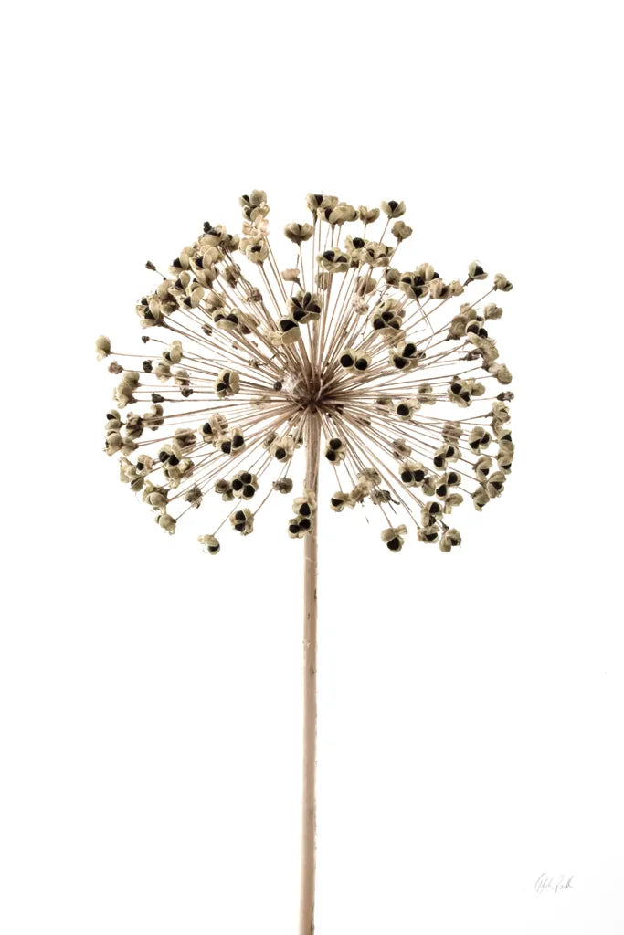 Allium by Deborah Revell. SKU 92046h. Archival Giclee Fine art print for wall decor.