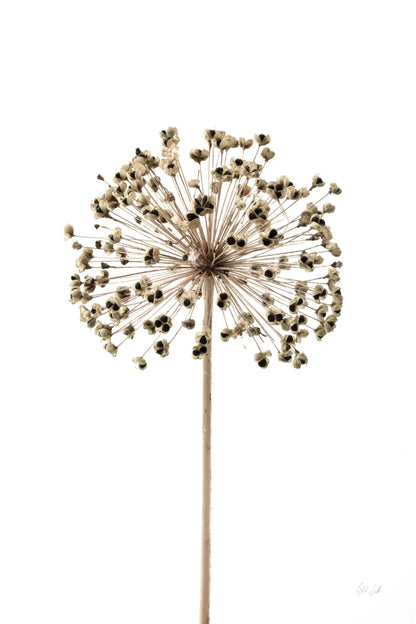 Allium by Deborah Revell. SKU 92046h. Archival Giclee Fine art print for wall decor.