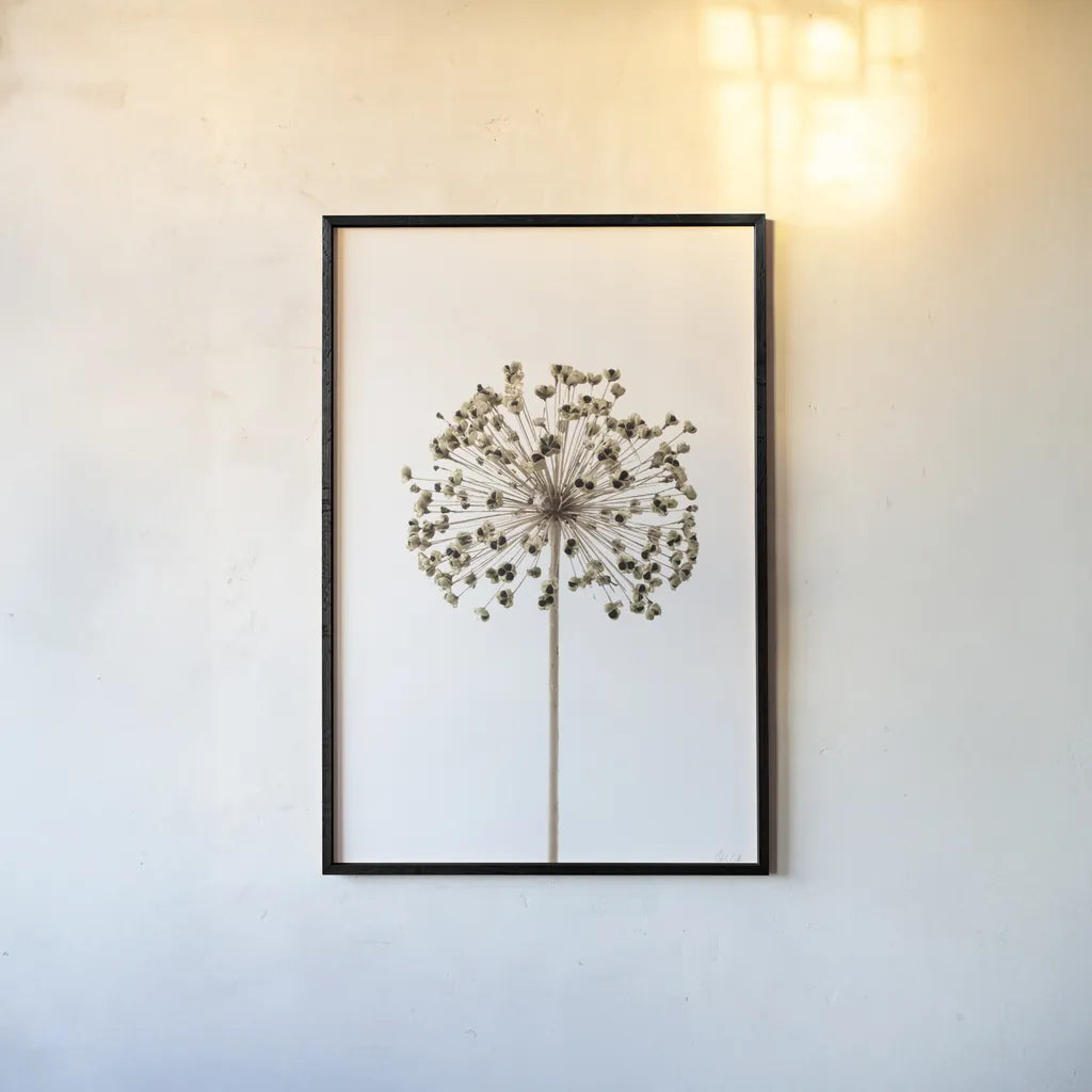Allium by Deborah Revell. shown as a paper print in a black flame. Available as a archival giclee rolled canvas, fine art paper, or poster print. SKU 92046h.