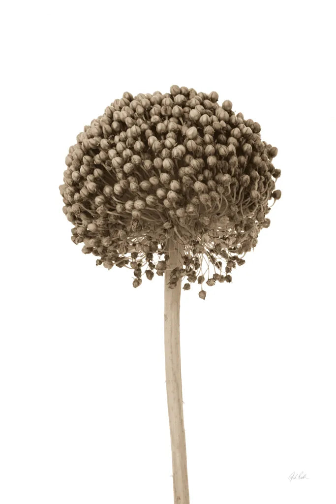 Allium II by Deborah Revell. SKU 93116h. Archival Giclee Fine art print for wall decor.