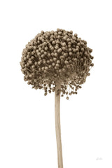 Allium II by Deborah Revell. SKU 93116h. Archival Giclee Fine art print for wall decor.