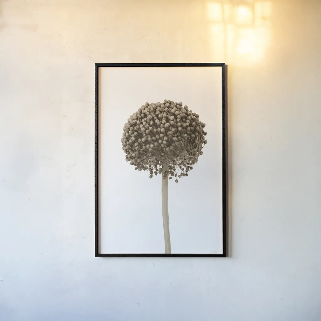 Allium II by Deborah Revell. shown as a paper print in a black flame. Available as a archival giclee rolled canvas, fine art paper, or poster print. SKU 93116h.