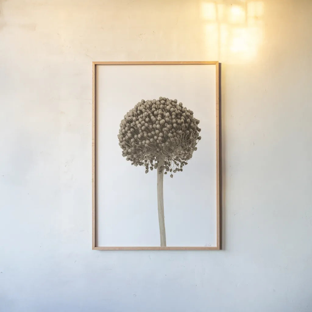 Allium II by Deborah Revell. shown as a paper print in a natural frame. Available as a archival giclee rolled canvas, fine art paper, or poster print. SKU 93116h.