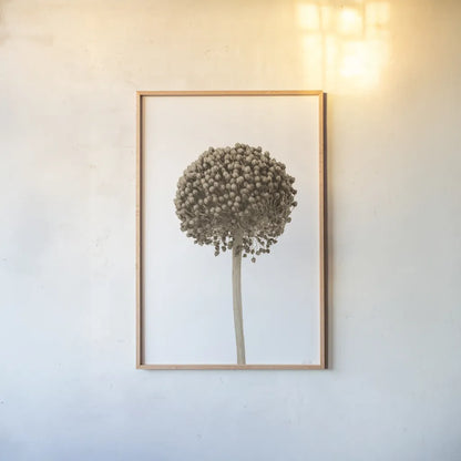 Allium II by Deborah Revell. shown as a paper print in a natural frame. Available as a archival giclee rolled canvas, fine art paper, or poster print. SKU 93116h.