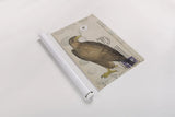 American Hawk by Deborah Revell. shown as a rolled paper print. Available as archival giclee rolled canvas, fine art paper, or poster print. SKU 100614h.