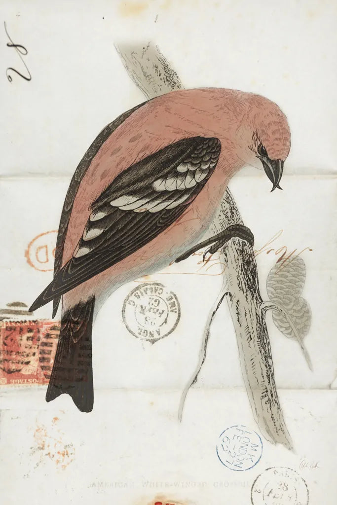 American White Winged Crossbill by Deborah Revell. SKU 101630h. Archival Giclee Fine art print for wall decor.