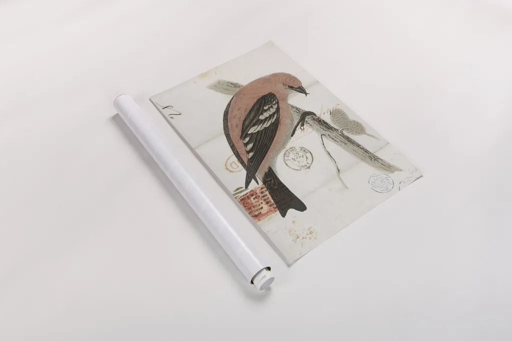 American White Winged Crossbill by Deborah Revell. shown as a rolled paper print. Available as archival giclee rolled canvas, fine art paper, or poster print. SKU 101630h.