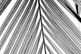 BW Fern I by Deborah Revell. SKU 92032i. Archival Giclee Fine art print for wall decor.