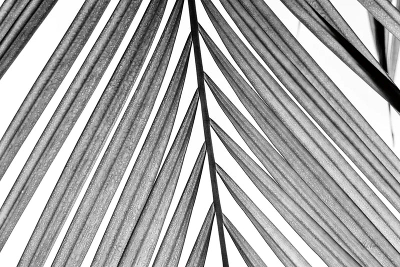 BW Fern I by Deborah Revell. SKU 92032i. Archival Giclee Fine art print for wall decor.