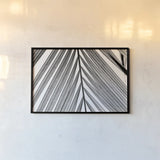BW Fern I by Deborah Revell. shown as a paper print in a black flame. Available as a archival giclee rolled canvas, fine art paper, or poster print. SKU 92032i.