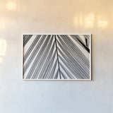 BW Fern I by Deborah Revell. shown as a paper print in a white frame. Available as a archival giclee rolled canvas, fine art paper, or poster print. SKU 92032i.