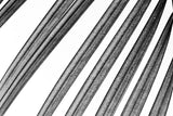 BW Fern II by Deborah Revell. SKU 92033i. Archival Giclee Fine art print for wall decor.