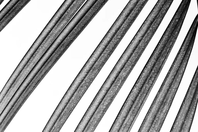 BW Fern II by Deborah Revell. SKU 92033i. Archival Giclee Fine art print for wall decor.