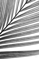 BW Fern III by Deborah Revell. SKU 92034h. Archival Giclee Fine art print for wall decor.