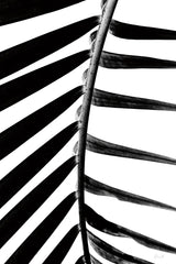 BW Fern IV by Deborah Revell. SKU 92035h. Archival Giclee Fine art print for wall decor.