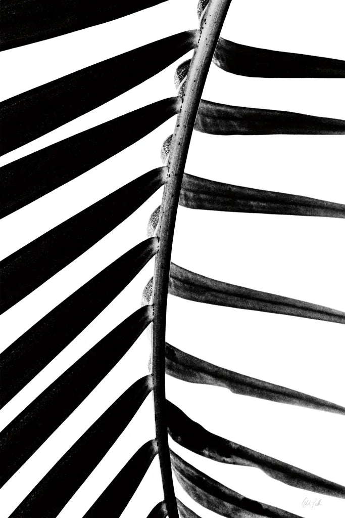 BW Fern IV by Deborah Revell. SKU 92035h. Archival Giclee Fine art print for wall decor.