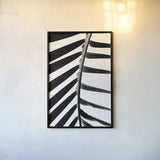 BW Fern IV by Deborah Revell. shown as a paper print in a black flame. Available as a archival giclee rolled canvas, fine art paper, or poster print. SKU 92035h.